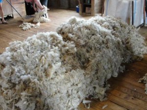 Web-NZ-sheep-shearing